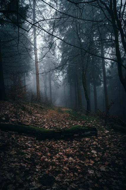Ein stiller Waldweg führt durch nebligen Schwarzwald bei Feldberg.