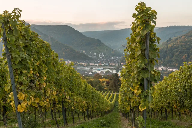 Die herbstliche Weinlandschaft rund um Traben-Trarbach an der Mosel.