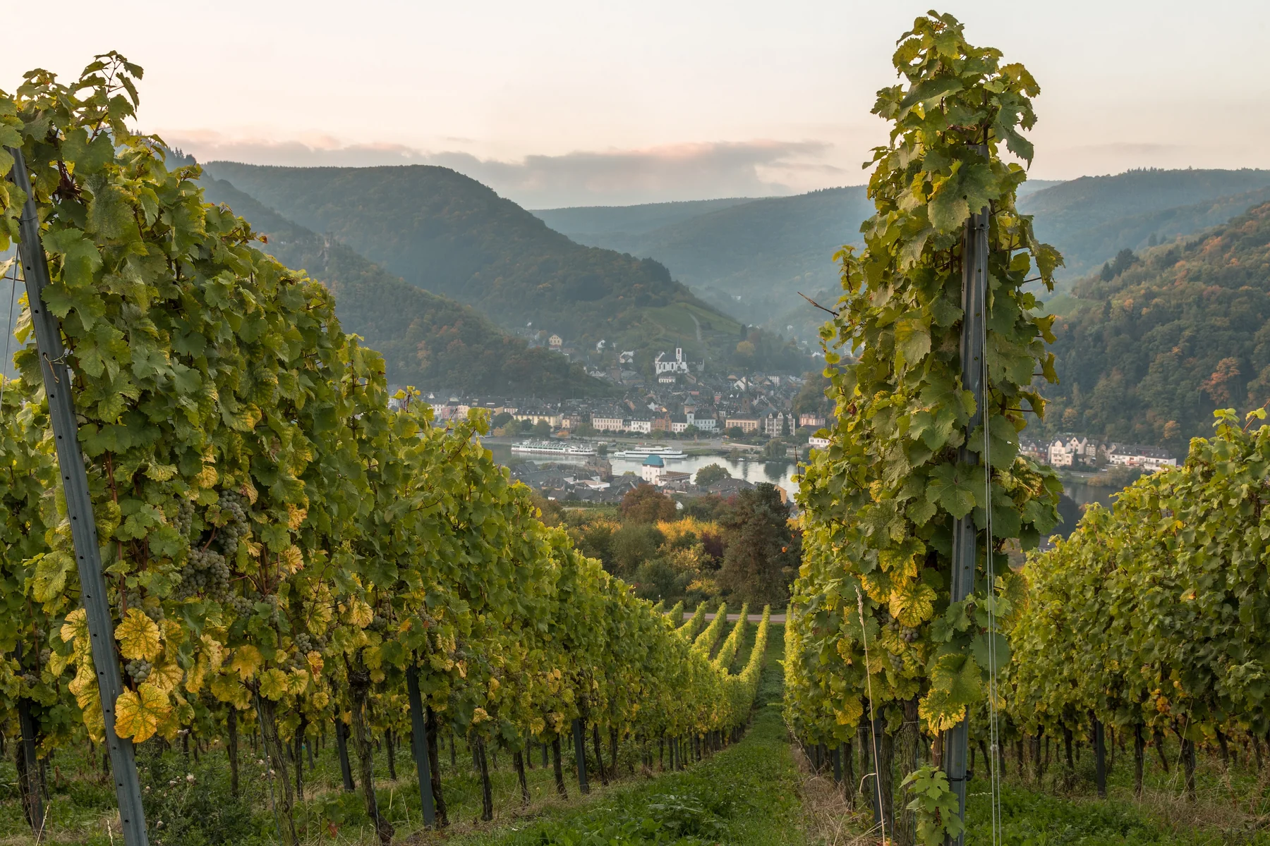 Die herbstliche Weinlandschaft rund um Traben-Trarbach an der Mosel.