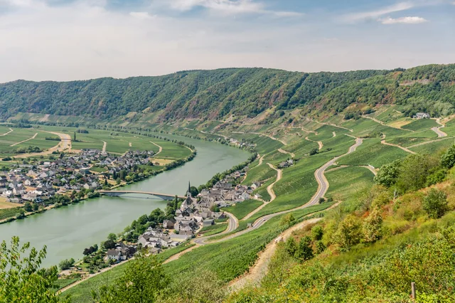 Die Mosel schlängelt sich zwischen grünen Weinbergen durch das Tal.