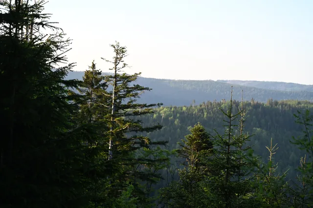 Blick über Baumwipfel und bewaldete Höhen im Schwarzwald.