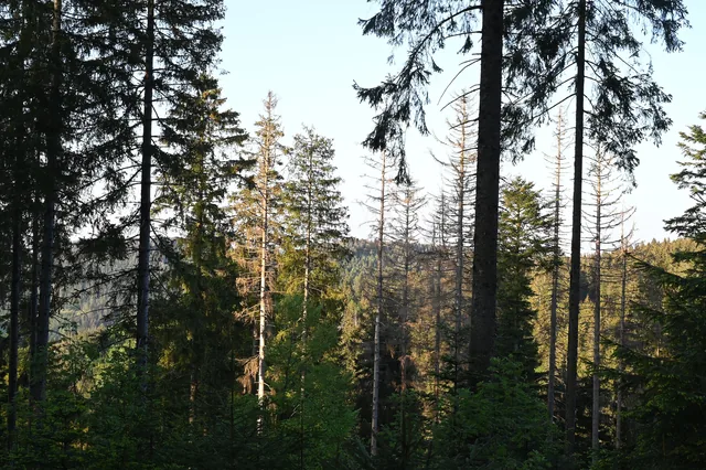 Sonnenlicht fällt zwischen die hohen Bäume im Schwarzwald.