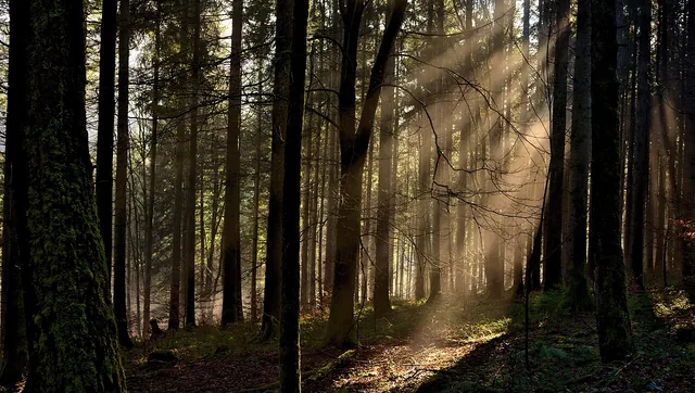Waldlandschaft mit Wanderweg im Nationalpark Schwarzwald.
